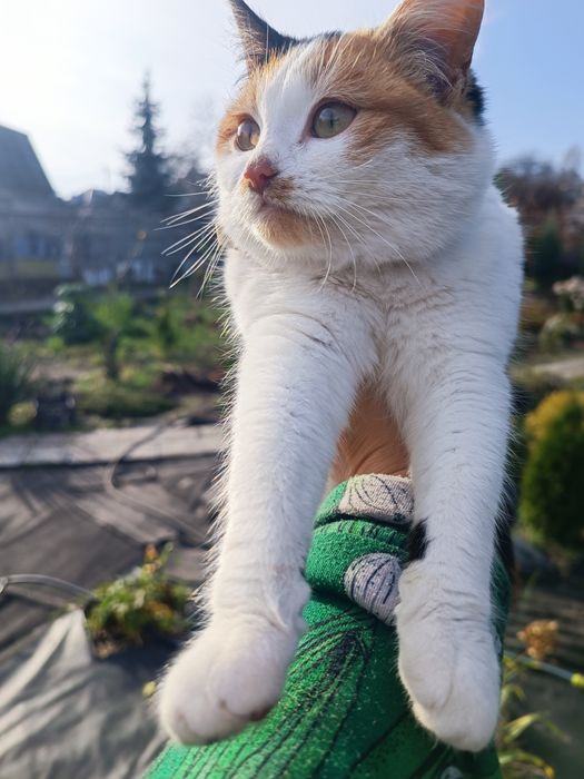 Кошеня у добрі руки))