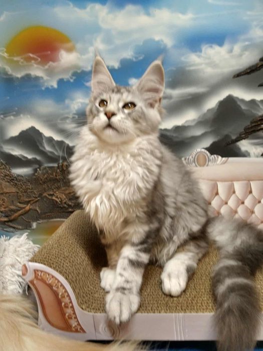 Piękny srebrny kocur Maine coon
