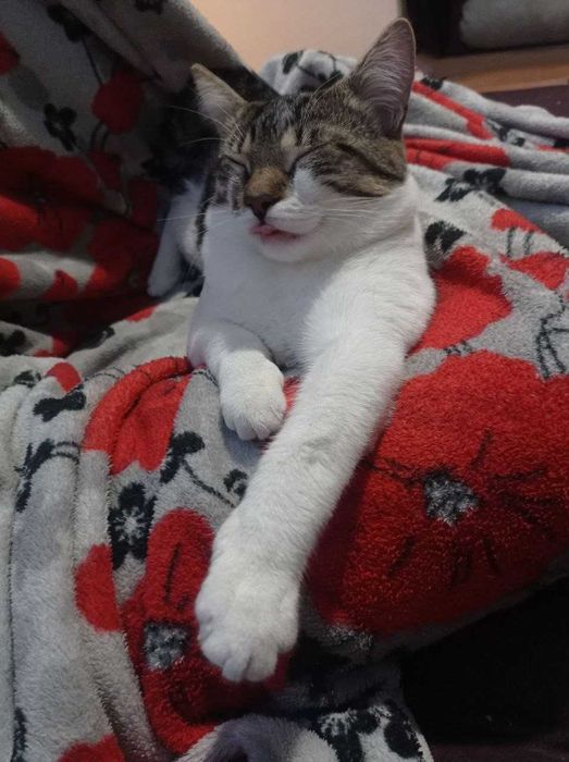 Віддаю котика у добрі руки!