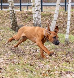 Pies Rhodesian Ridgeback FCI