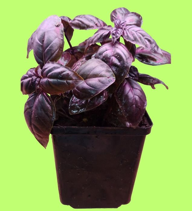 Базилік Єреванський