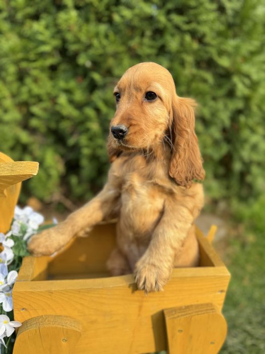 Wyjątkowa mocno złota sunia Cocker Spaniel Angielski z rodowodem