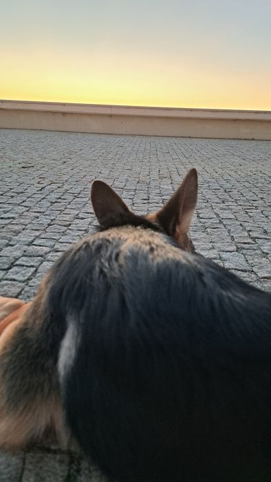 Adoção Responsável: Roma, Pastora Alemã, procura nova família