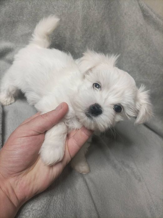 Мальтийская болонка,мальтезе,мальтійська болонка,бронь