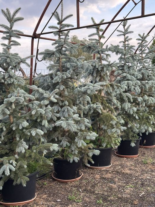 Świerk kłujący 'Hoopsii'