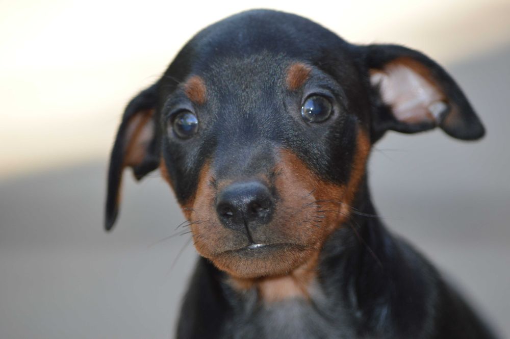 Цуценята цвергпiнчера