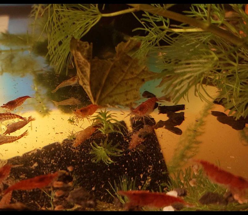 Krewetki neocaridina czyszczące glony 5sztuk