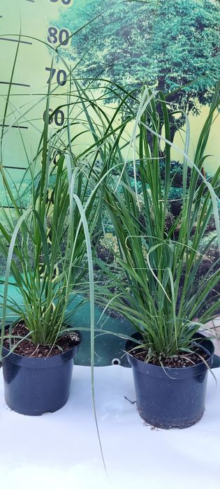 Кортадерія Рожева ( пампасна трава ) Контейнер 3л.