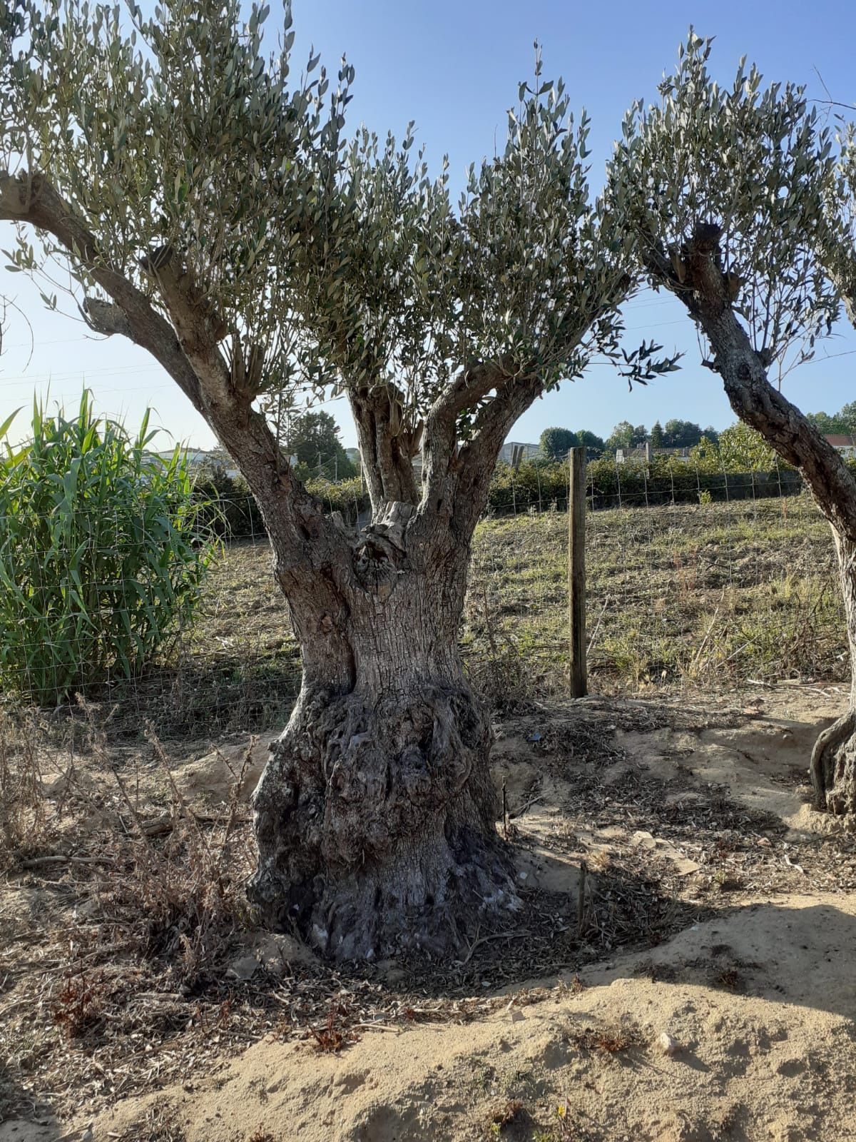 Oliveiras centenárias