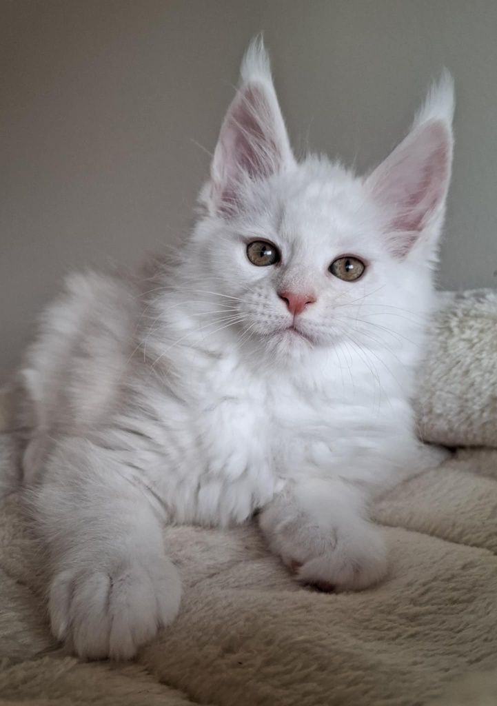 Srebrzysty kocurek Maine Coon
