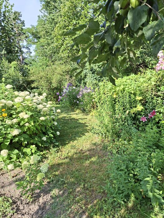 Дейция, Будлея, Форзиція, Вейгела, Спірея, Гортензія Анабель, Берескле