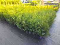 Tuja Brabant 80-100 cm w Donicy 100% przyjec Zywoplot