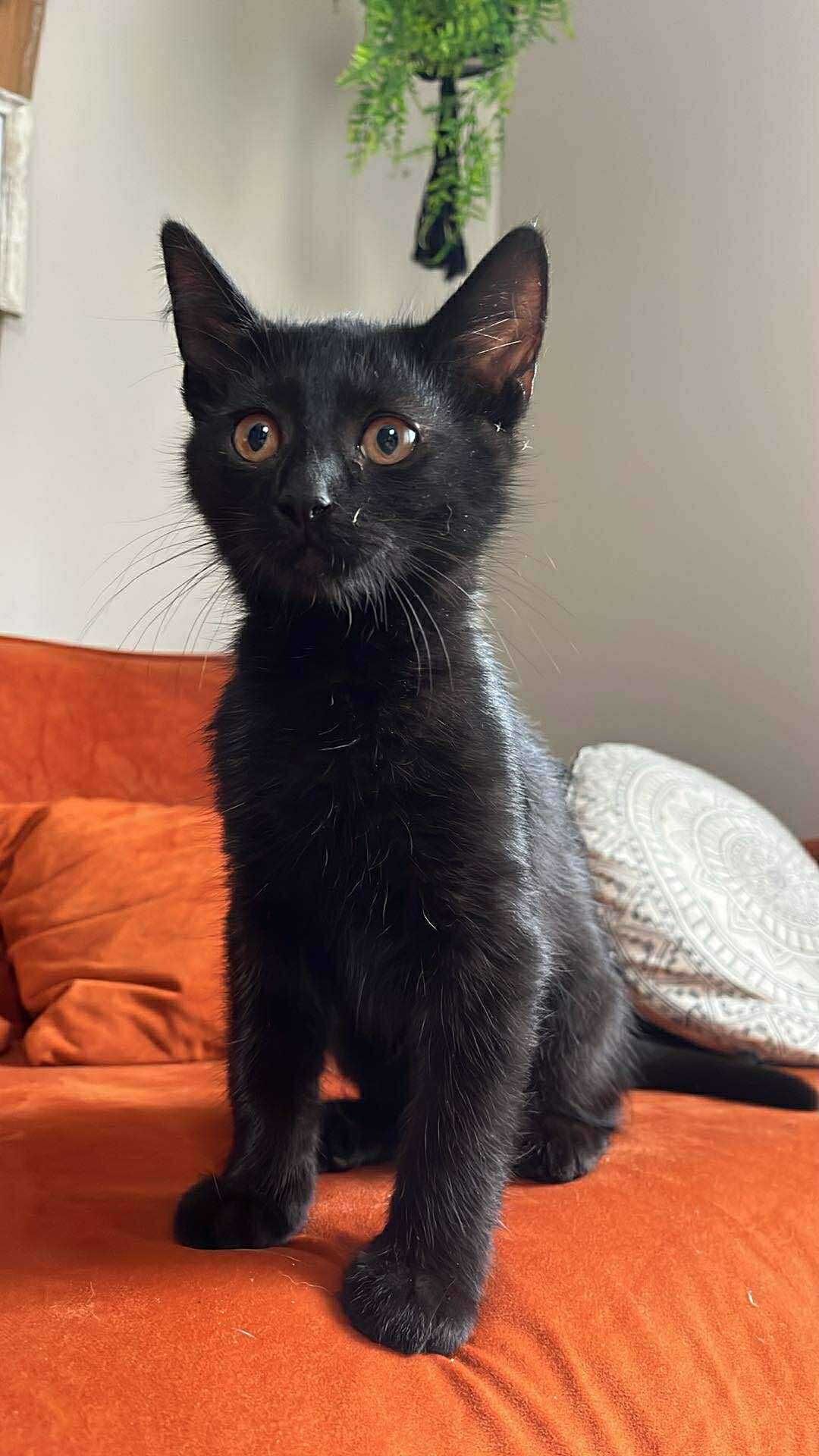Kocurek do adopcji