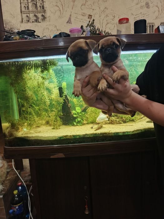 Мопсодітки.  Хлопчики абрикосики.