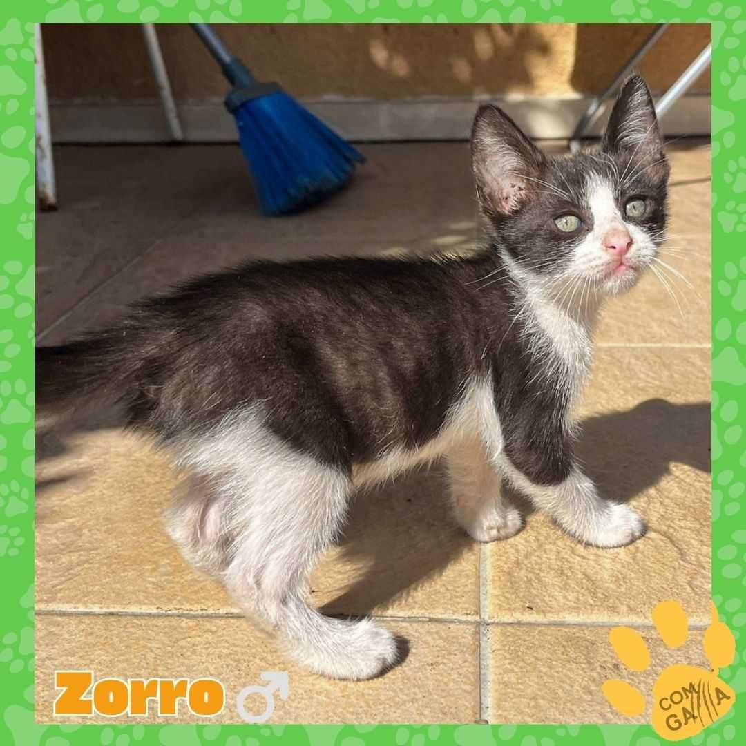 Gatinhos para adoção