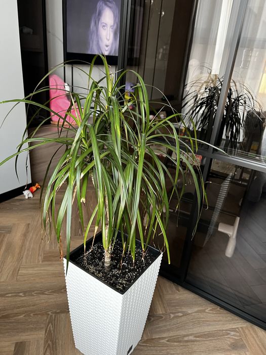 Продам драцену разом з горщиком