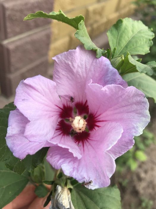 Гібіскус  140-180см (180грн)  самшит 60см(180грн)бирючина