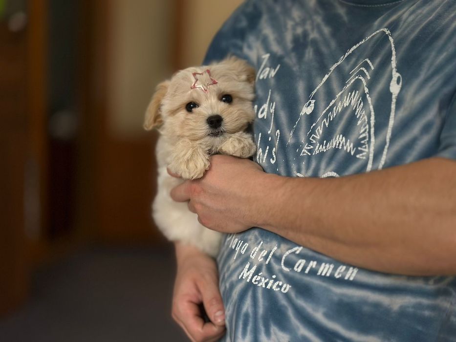 Маленьке солоденьке міні чудо хлопчик мальтіпу. Мальтипу солодун