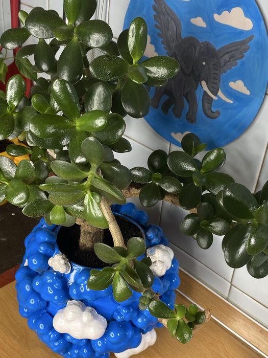 Денежное дерево, Толстянка крассула