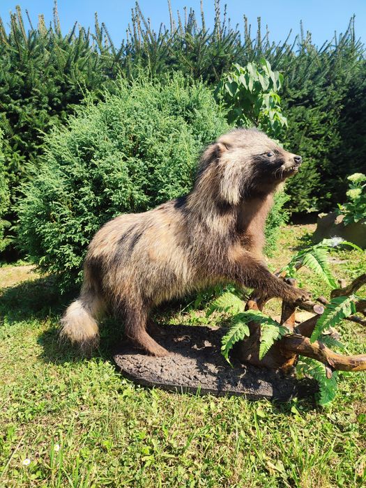 Чучело єнотного пса