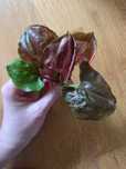Syngonium Strawberry Ice
