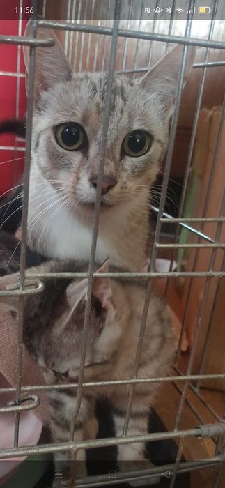 Szczerosrebrna kocia mama Tygryska szuka najlepszego domu