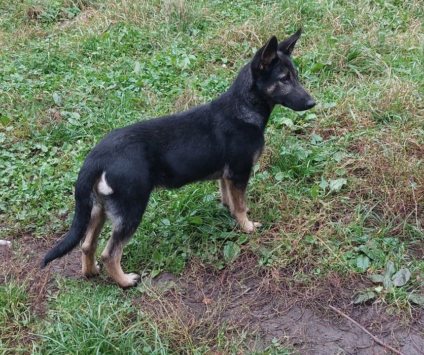 Німецька вівчарка