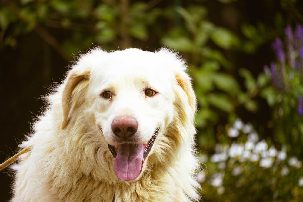 Amir - piękny duży pies szuka domu