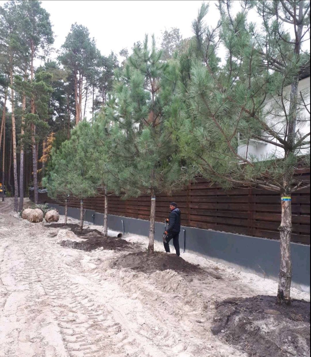 Сосна чорна Кримська(Сосна Палласа, ) 2м- 5 м