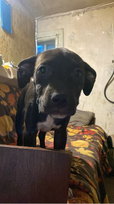 Щенок питбуля ищет дом