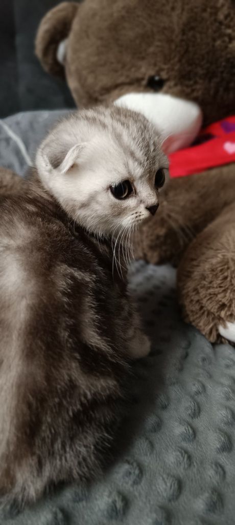 Котята шотладнцы, последний мальчик