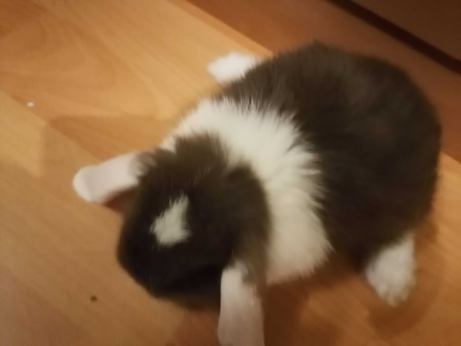 Vendo mini coelho orelhudo lop