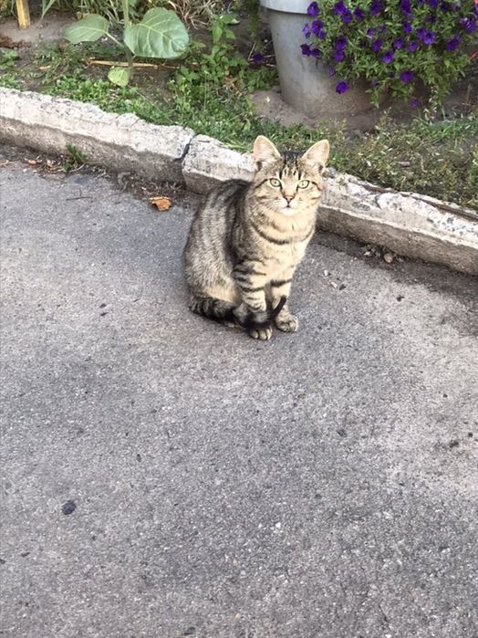Кошеня, хлопчик, 5 місяців в пошуках господаря