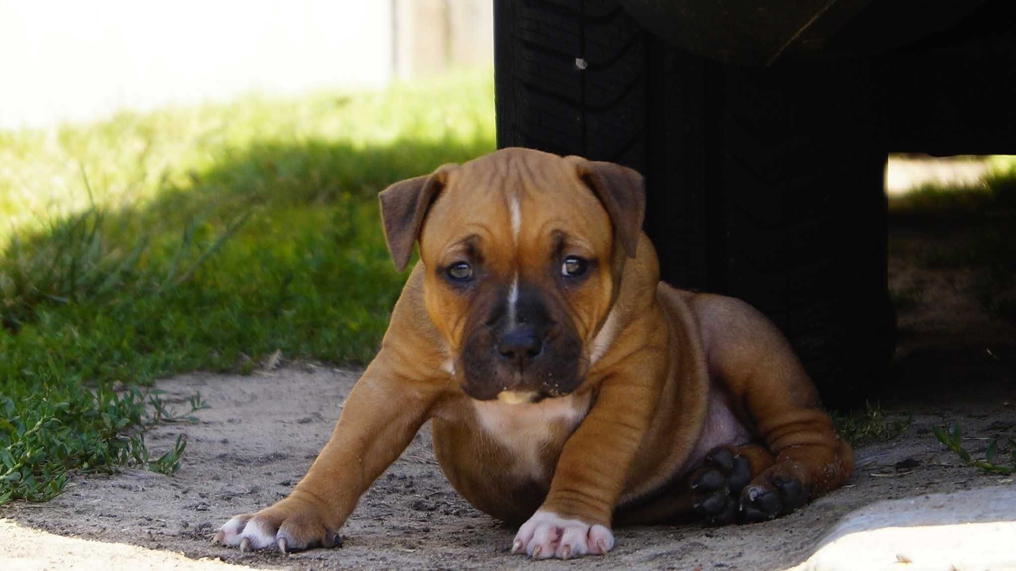 Amstaff FCI szczenięta- sunia Electra