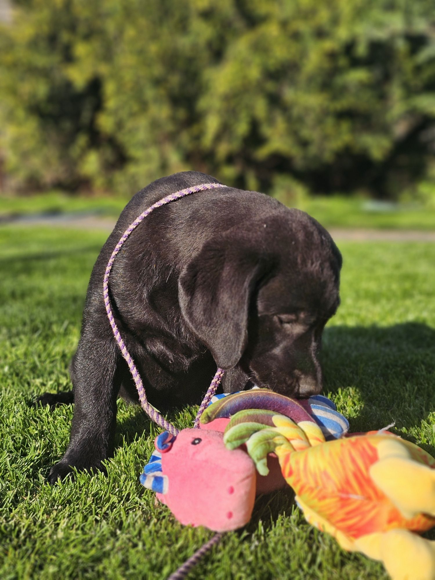 Labrador retriever suczka