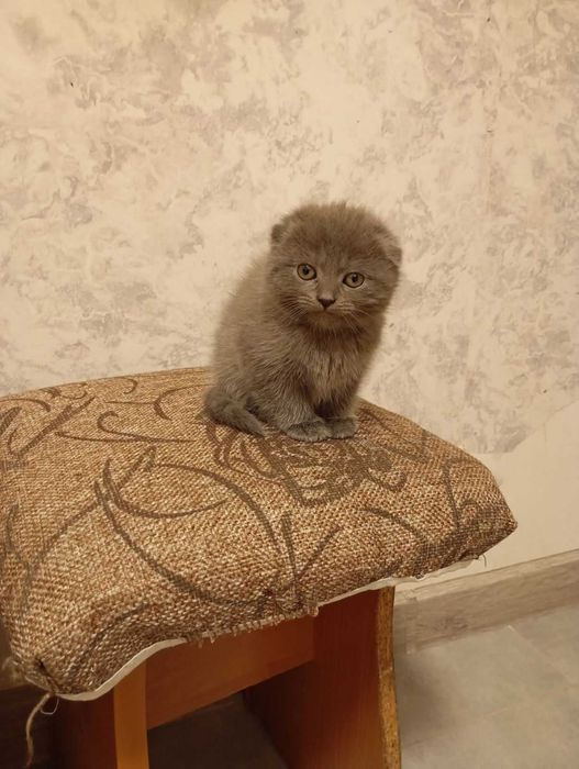 КОТЕНЯ висловухий британець