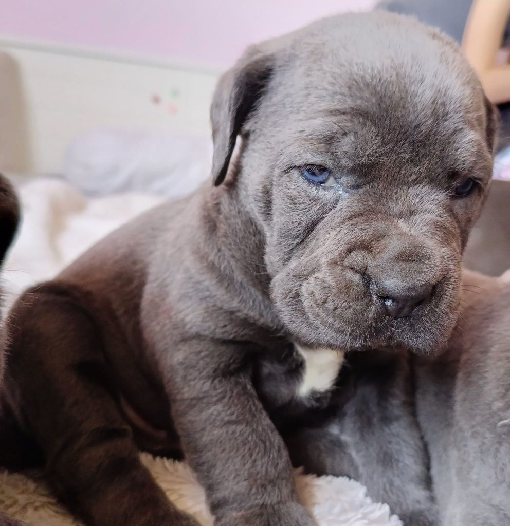 Cane Corso suczka mocna budowa