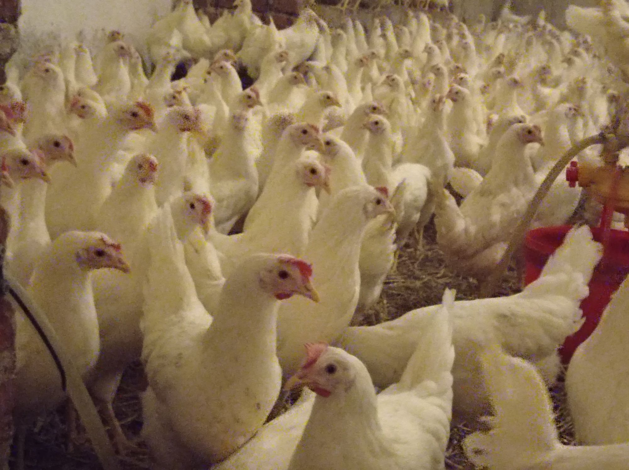 Rossa leghorn zielononóżki sonia lohman Brown kury nioski na jajko-Wys