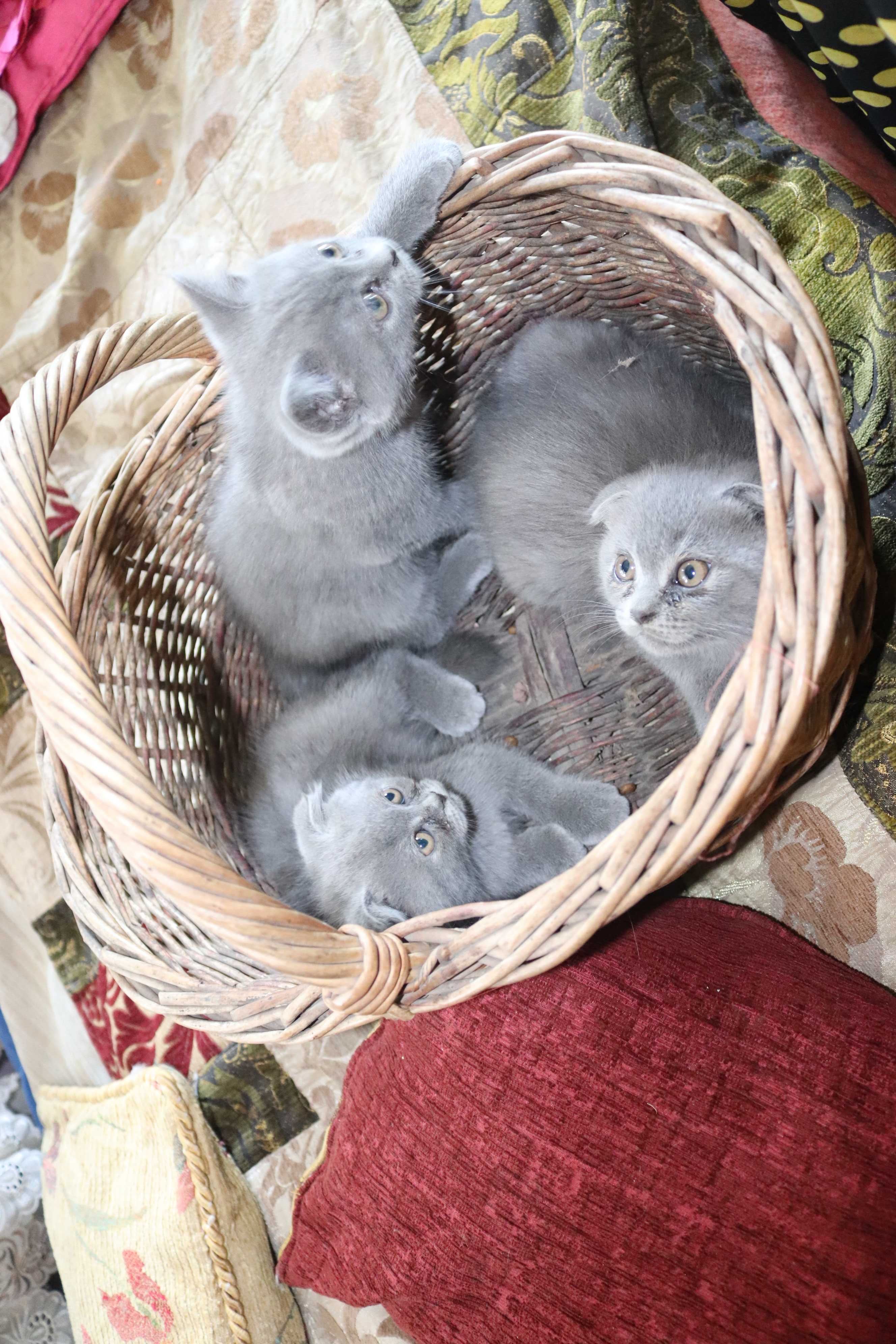 кошенята британці