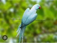 RingNeck Azul M/F