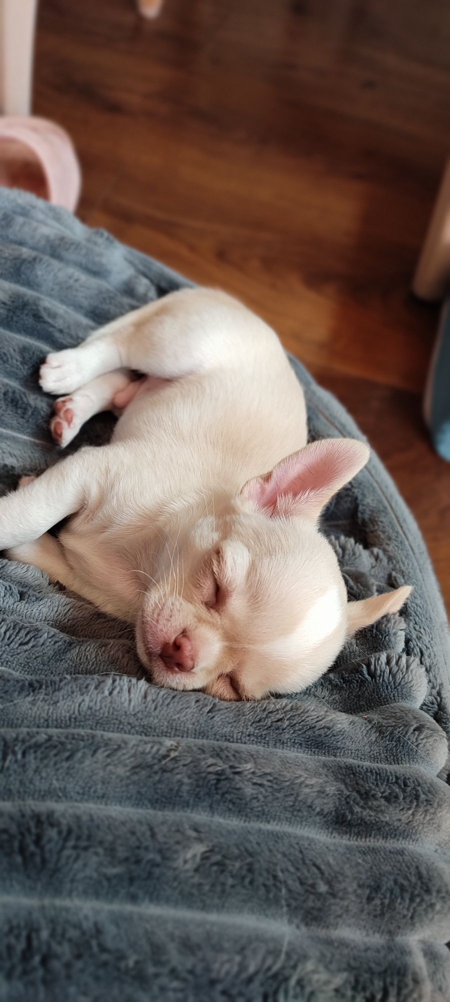 Chihuahua krótkowłosy