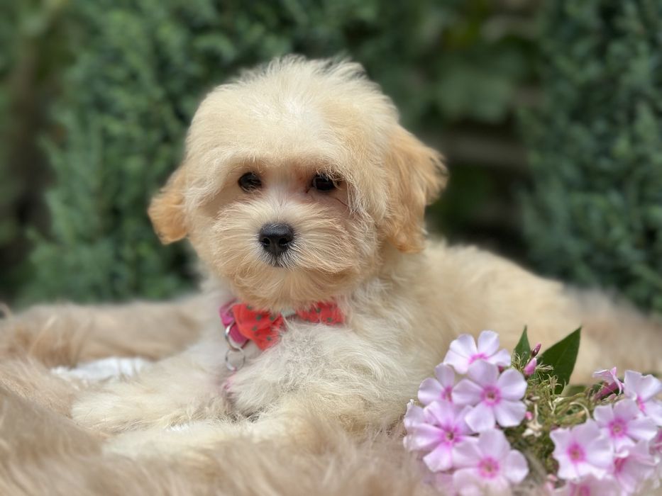 Мальтипу,принцесса