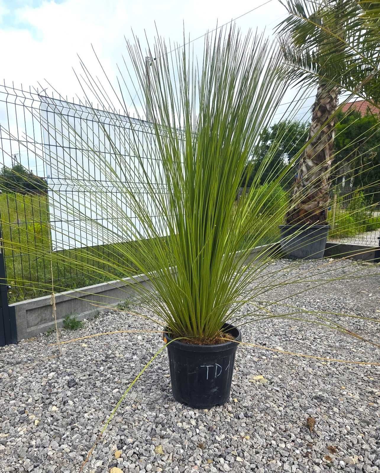 Dasylirion longissimum – Trawa drzewiasta