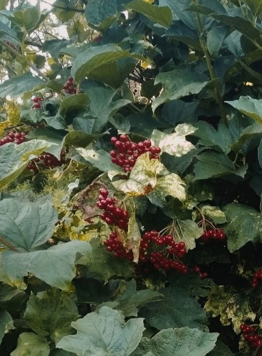 Обліпиха, кампусів калина