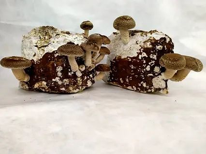 Гриби Ерінги, шиітаке, печериці( міцелій, готові блоки )
