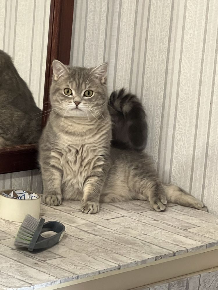 Вязка. Шотланский кот