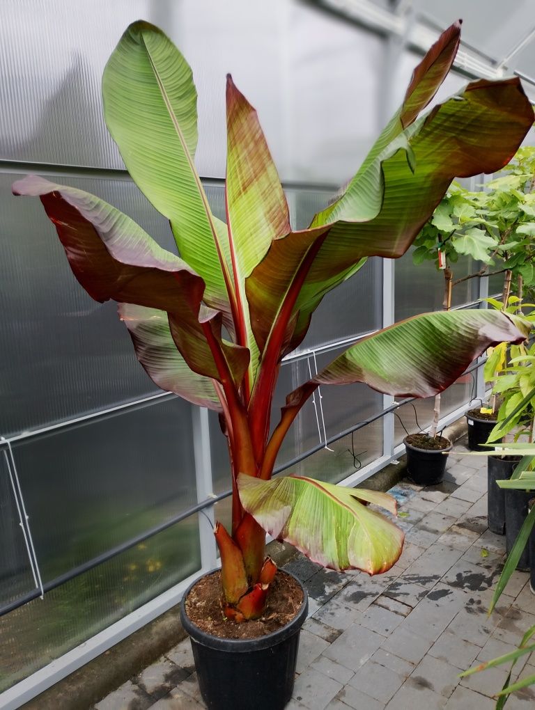 Bananowiec Maureli