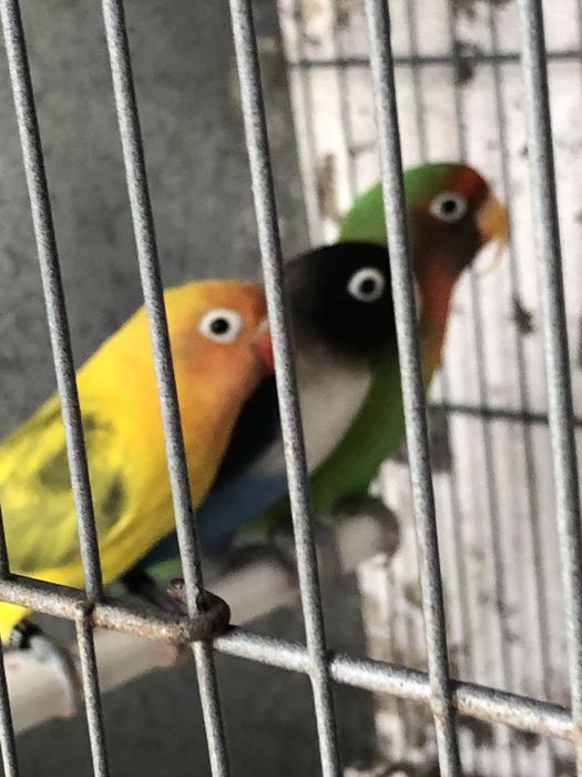 Agapornis nao sexados