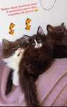 Tenho duas gatinhas para dar