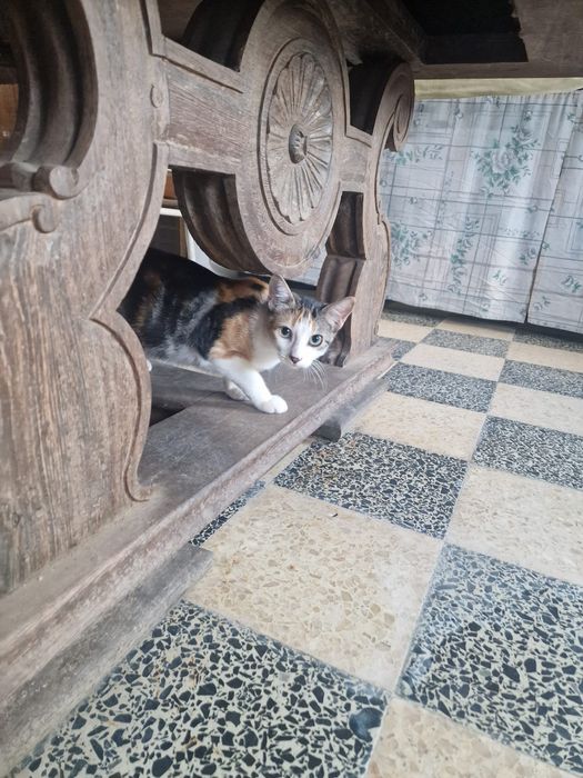 Gatinhos para adoção responsável